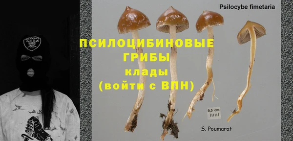 стаф Алзамай